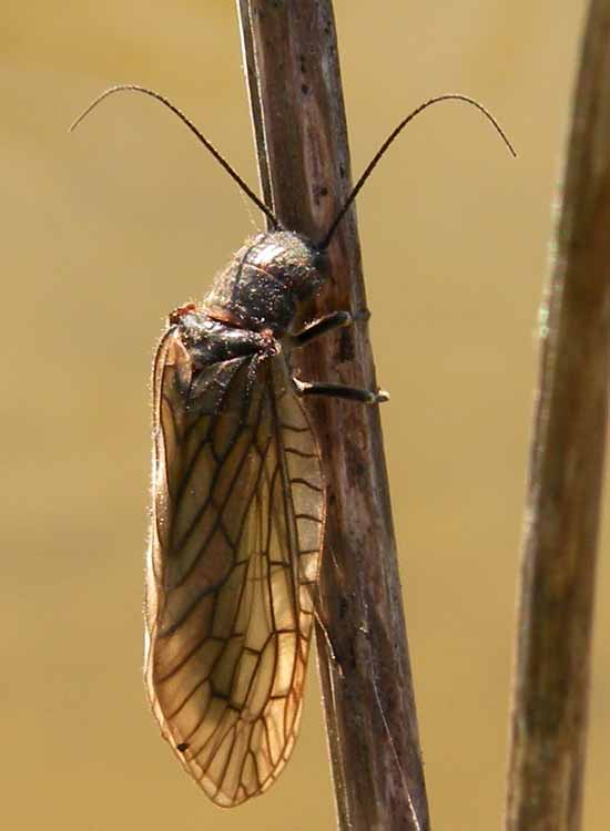 Sialis sp.